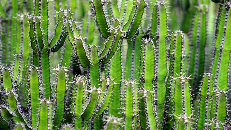 Indoor Plants